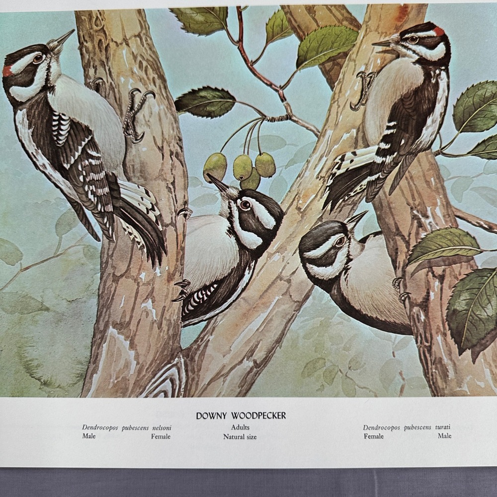 1968 Rex Brasher Downy Woodpecker Bird Vtg Original Book Plate Wall Art Decor
